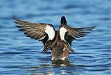 American Wigeon